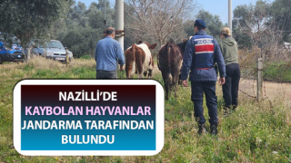 Kayıp hayvanları jandarma buldu