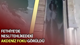 Nesli tehlikedeki Akdeniz Foku görüldü