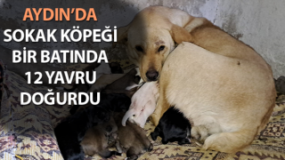 Aydın’da sokak köpeği bir batında 12 yavru doğurdu