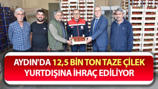 Aydın'da üretilen taze çilek yurtdışına ihraç ediliyor