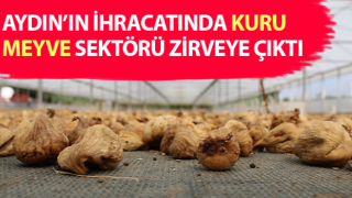 Aydın'daki kuru meyve sektörü zirveye ulaştı