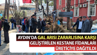 Gal arısı zararlısına karşı geliştirilen kestane fidanları üreticiye dağıtıldı