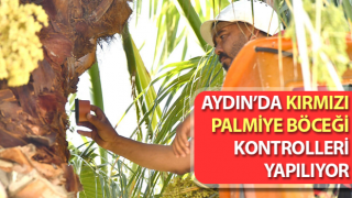 Kırmızı palmiye böceği kontrolleri sürüyor