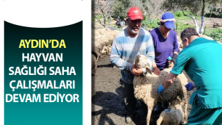 Söke’de küçükbaş hayvanlar aşılandı