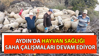 Aydın’da hayvan sağlığı saha çalışmaları sürdürülüyor