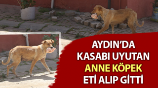 Kasabı uyutan anne köpek gözünü kırpmadan eti alıp gitti