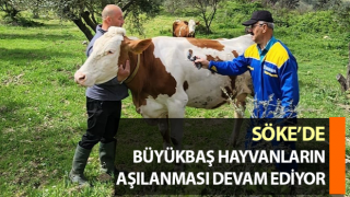 Söke’de büyükbaş hayvanların aşılanması sürüyor