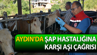 Aydın'da Şap hastalığına karşı aşı çağrısı