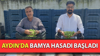 Fiyatı altınla yarışan bamyanın hasadı başladı