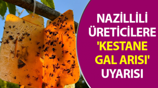 Nazillili üreticilere 'kestane gal arısı' uyarısı