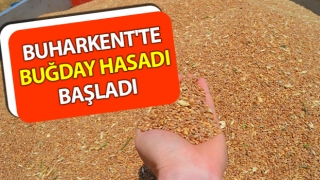 Buğday hasadı başladı