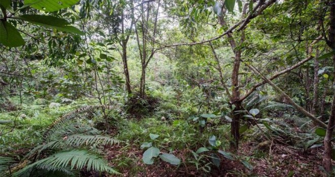 Ormanda kamufle olan 12 askeri görebiliyor musunuz?