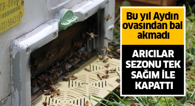 Bu yıl Aydın ovasından bal akmadı