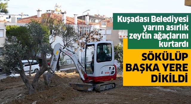 Kuşadası Belediyesi yarım asırlık zeytin ağaçlarını kurtardı