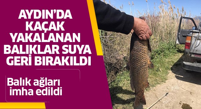 Aydın'da kaçak yakalanan balıklar suya geri bırakıldı