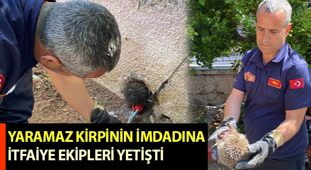 Aydın’da itfaiye ekipleri kirpiyi kurtardı