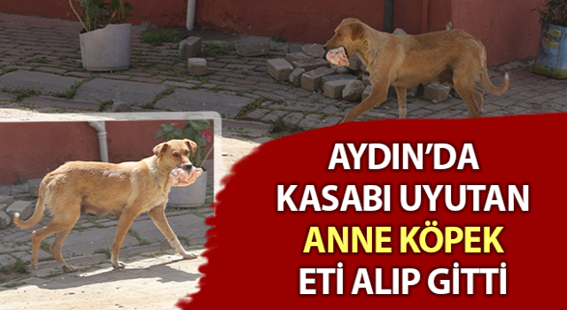 Kasabı uyutan anne köpek gözünü kırpmadan eti alıp gitti