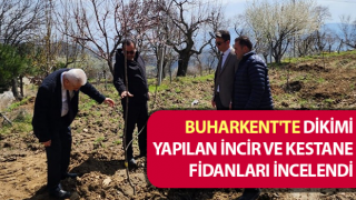 Buharkent'te incir ve kestane fidanları incelendi