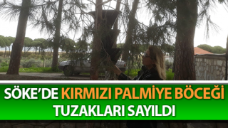 Kırmızı palmiye böceği için çalışmalar başladı